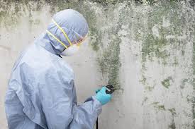 Mold Documentation for Insurance Claims in St Marys, PA